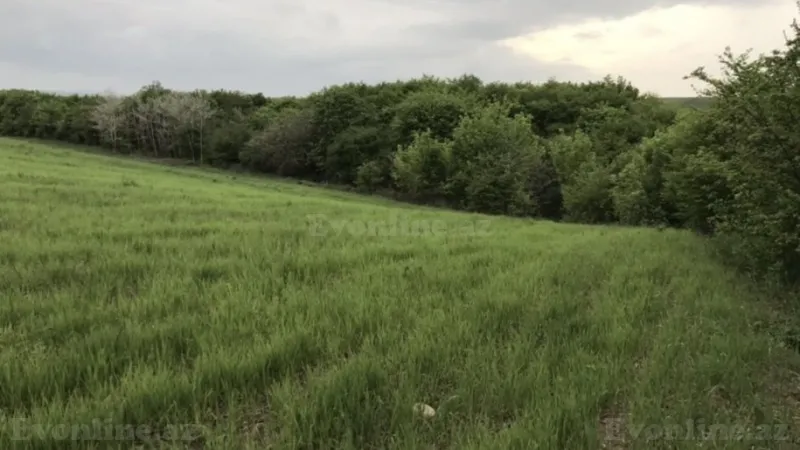 Satılır Torpaq 260 sot Quba - şəkil 3