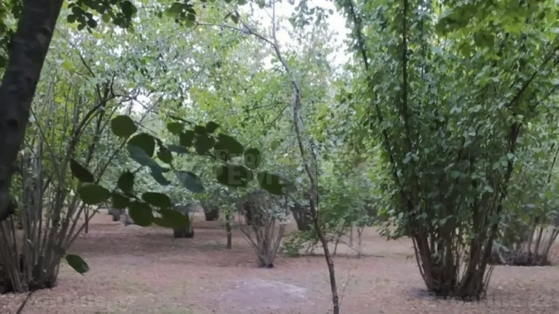 Satılır Torpaq 11 sot Qəbələ - şəkil 3