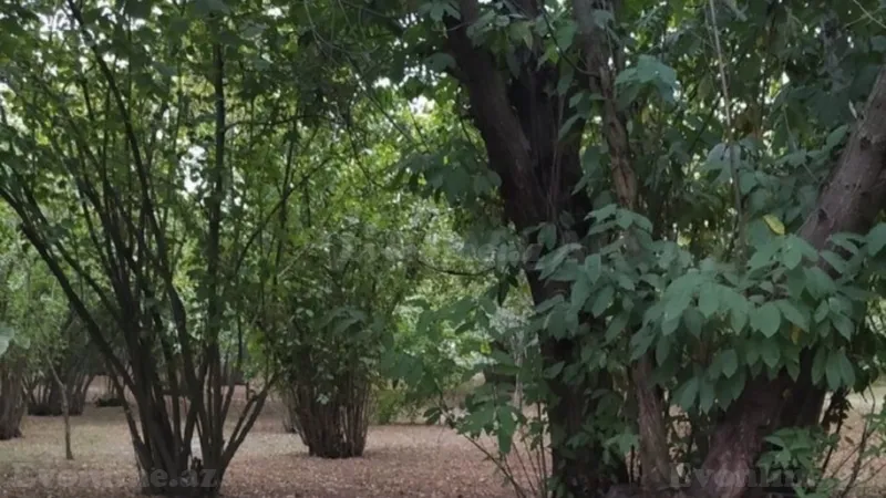 Satılır Torpaq 11 sot Qəbələ - şəkil 4