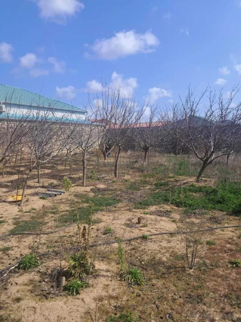 Bakı, Xəzər r., Qalada torpaq satılır