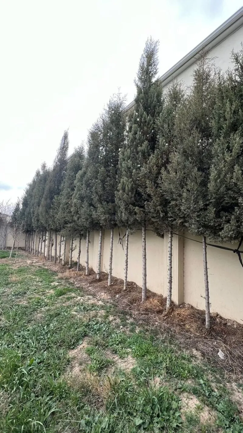 Satılır Torpaq 6 sot Ceyranbatan - şəkil 2