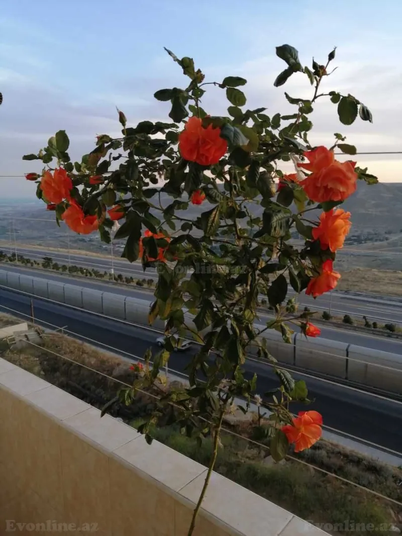 Kirayə verilir 2 otaqlı Mənzil Yeni tikili 80 m² Yeni Yasamal - şəkil 12