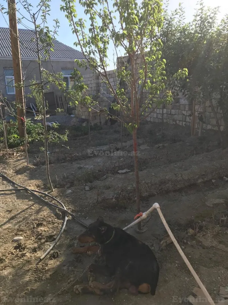 Satılır Obyekt 300 m² Masazır - şəkil 9