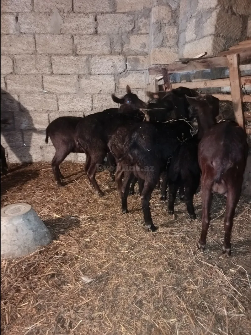 Satılır Obyekt 300 m² Masazır - şəkil 12