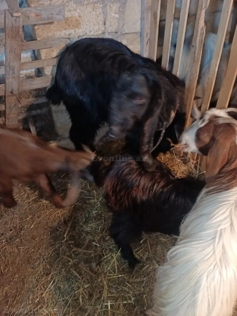 Satılır Obyekt 300 m² Masazır - şəkil 13