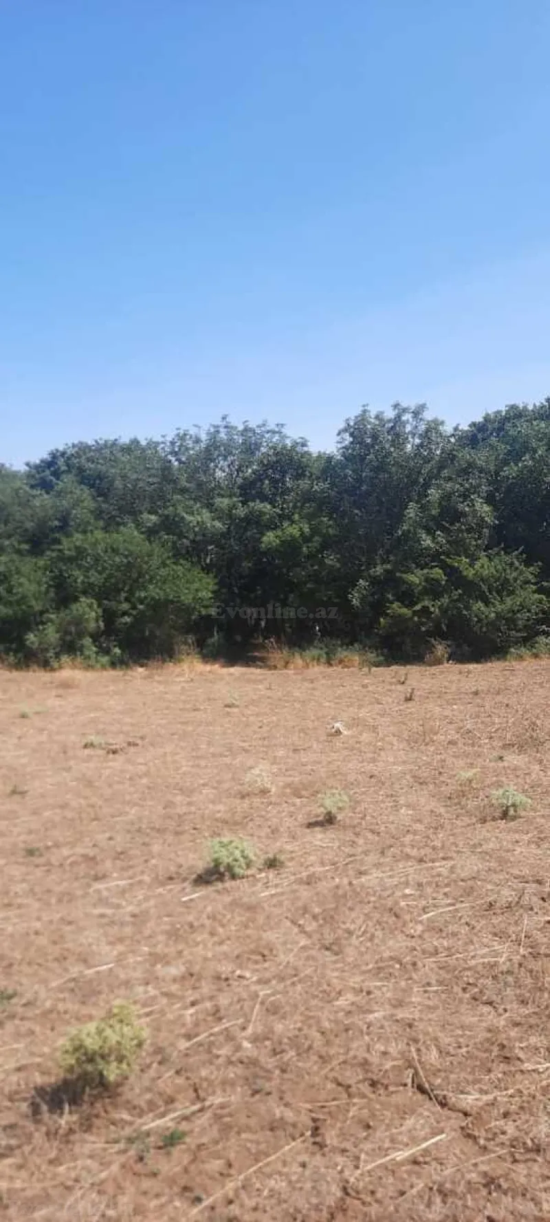 Torpaq Şabran Satılır