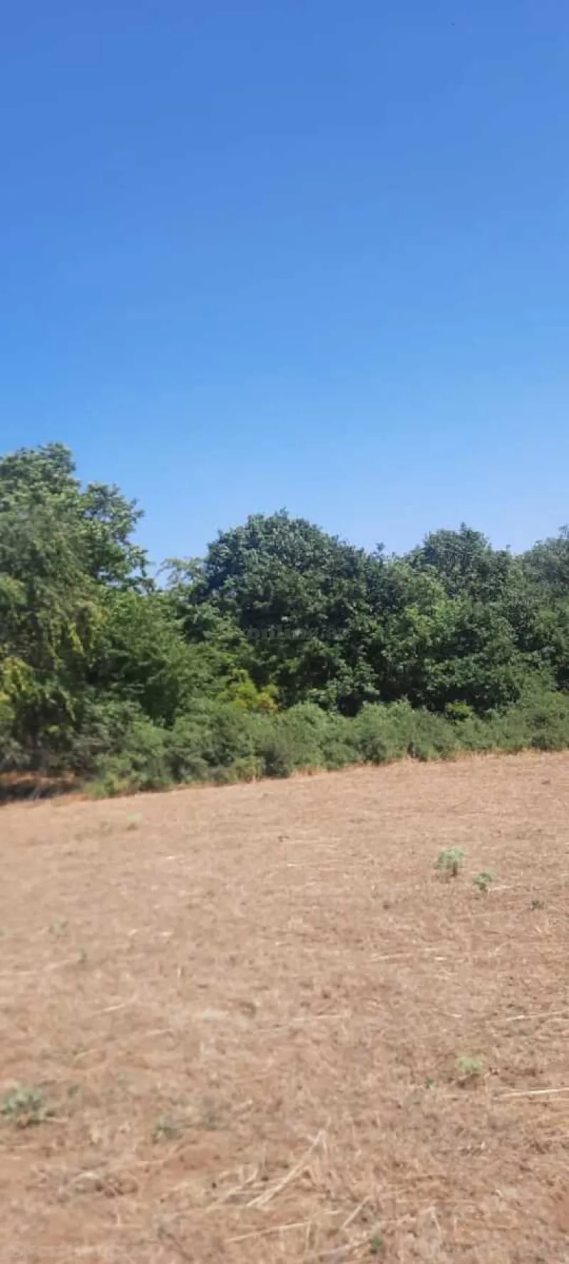 Satılır Torpaq 50 sot Şabran - şəkil 2