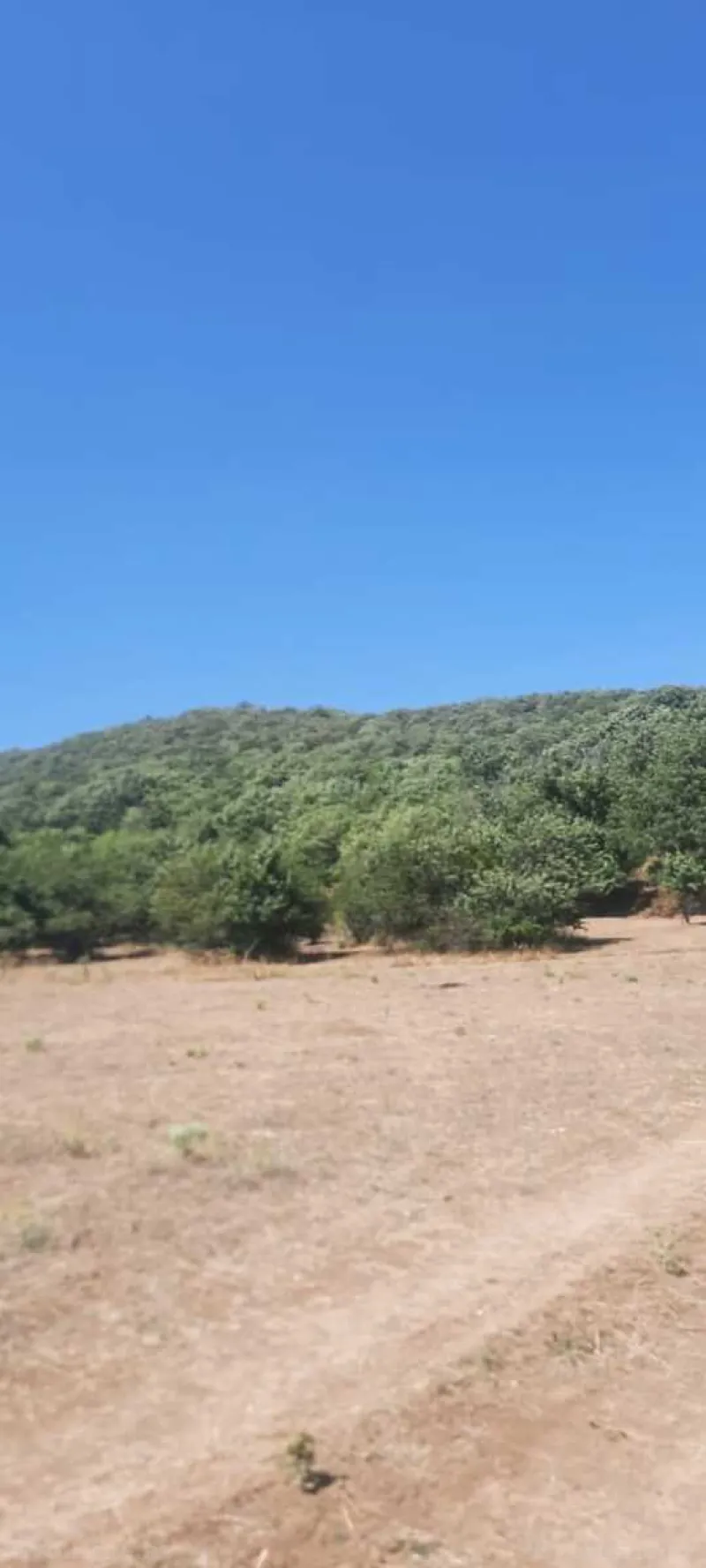 Satılır Torpaq 50 sot Şabran - şəkil 3