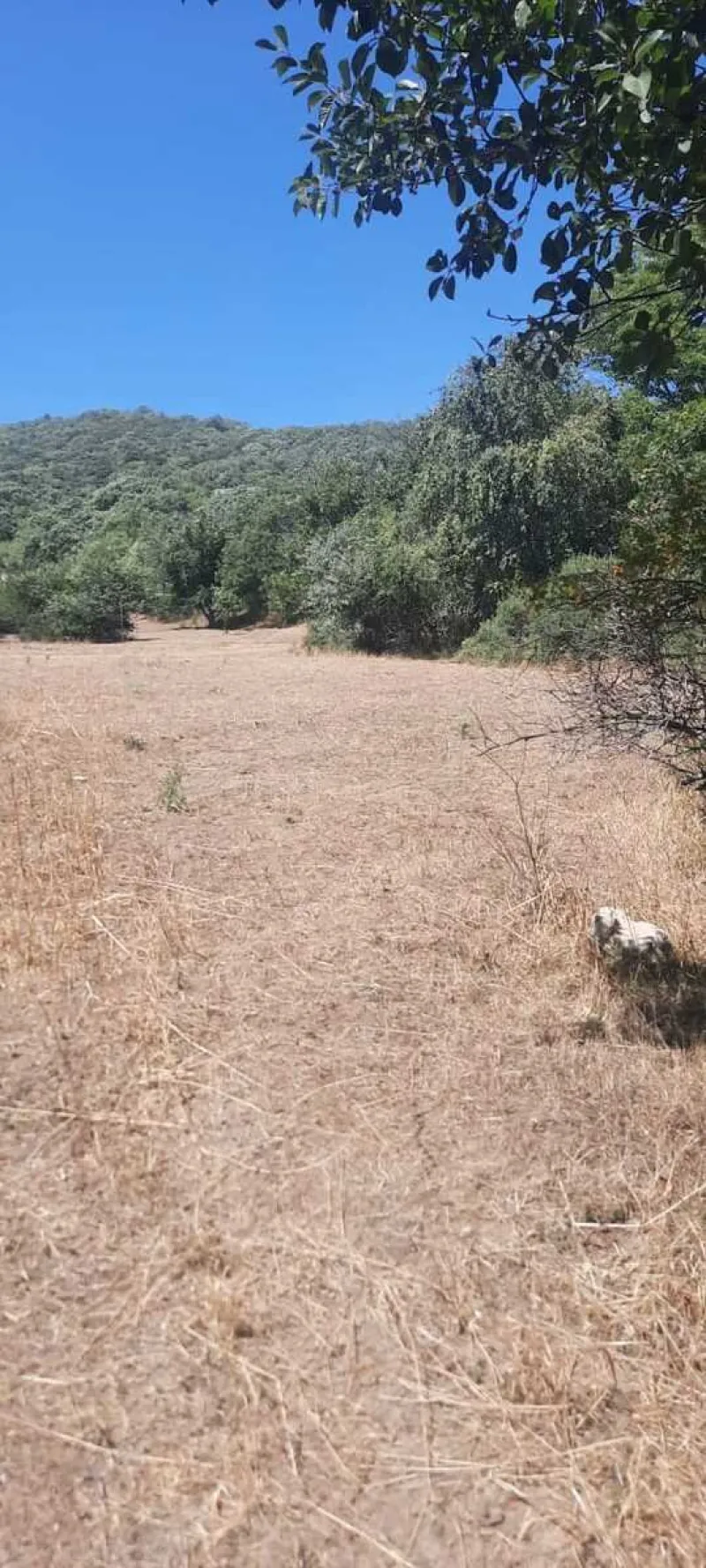 Satılır Torpaq 50 sot Şabran - şəkil 8