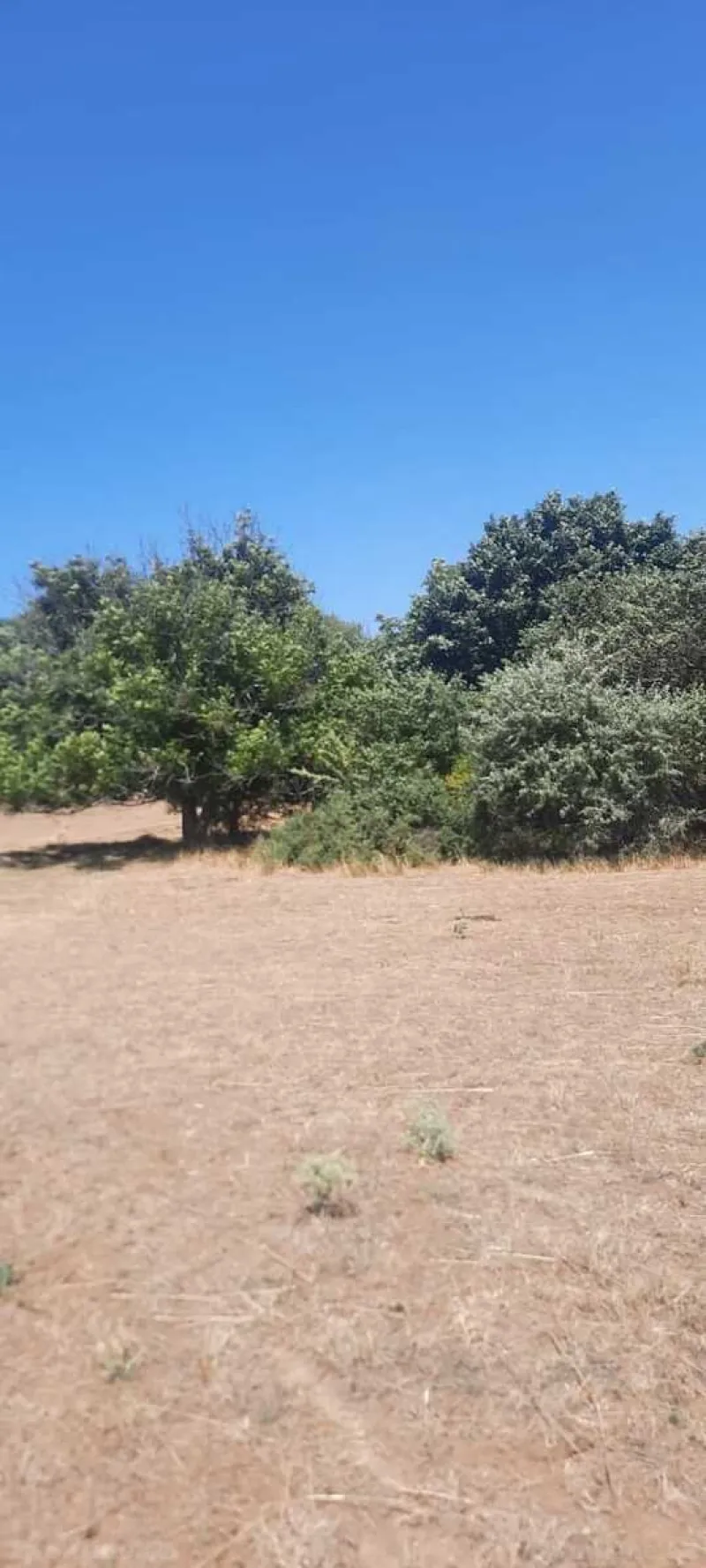 Satılır Torpaq 50 sot Şabran - şəkil 9