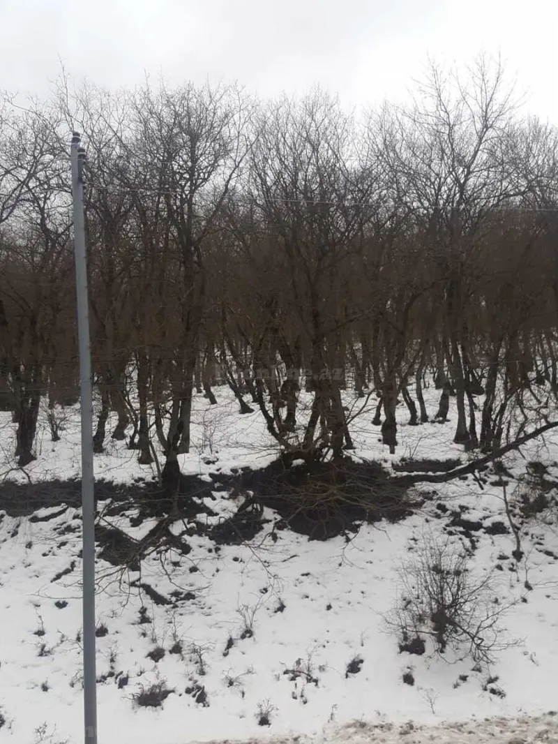 Satılır Torpaq 50 sot Şabran - şəkil 10