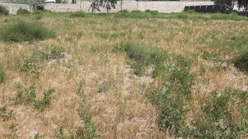 Satılır Torpaq 40 sot Şüvəlan - şəkil 2