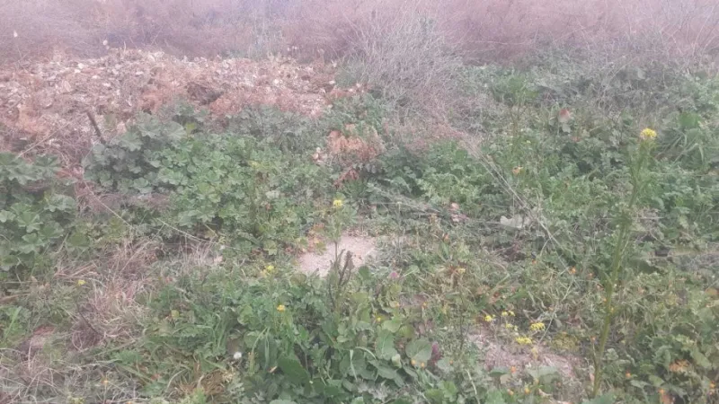 Satılır Torpaq 12 sot Bilgəh - şəkil 5