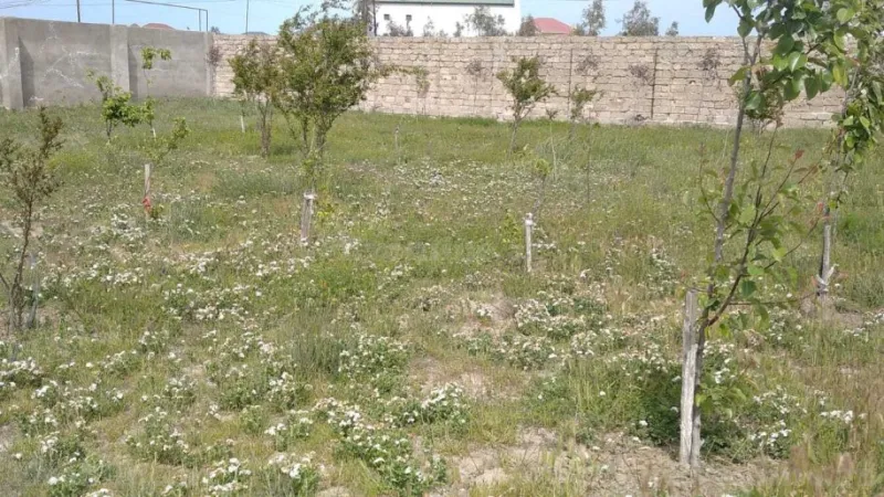 Satılır Torpaq 12 sot Bilgəh - şəkil 6