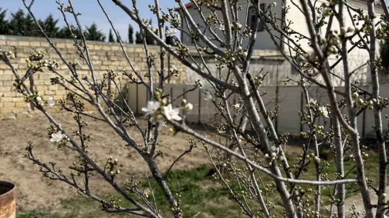 Satılır Torpaq 6 sot Novxanı - şəkil 2