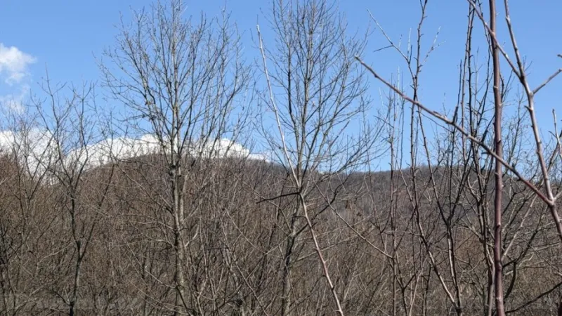 Satılır Torpaq 48 sot Qəbələ