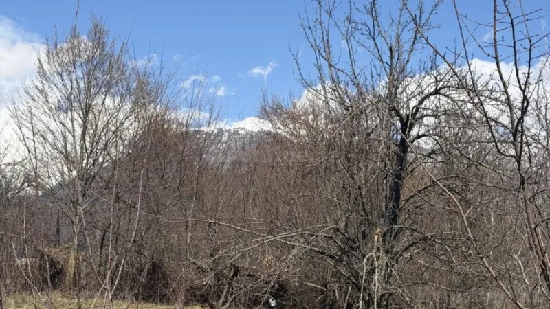 Satılır Torpaq 48 sot Qəbələ - şəkil 2