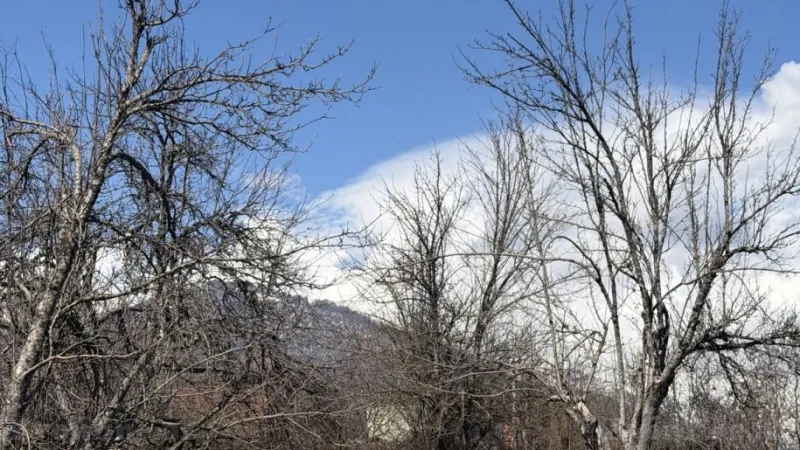 Satılır Torpaq 48 sot Qəbələ - şəkil 3