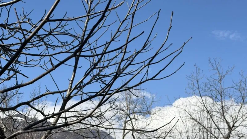 Satılır Torpaq 5 sot Qəbələ - şəkil 3