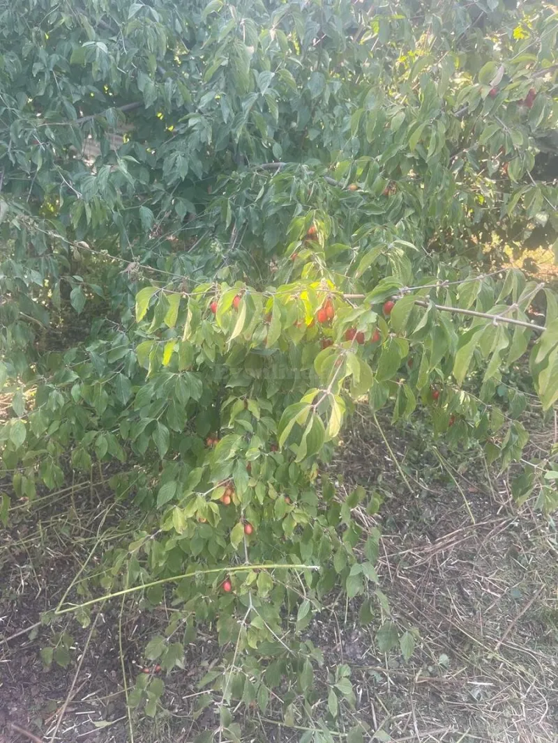 Satılır Torpaq 8 sot Quba - şəkil 7