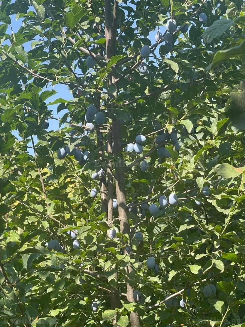 Satılır Torpaq 8 sot Quba - şəkil 8