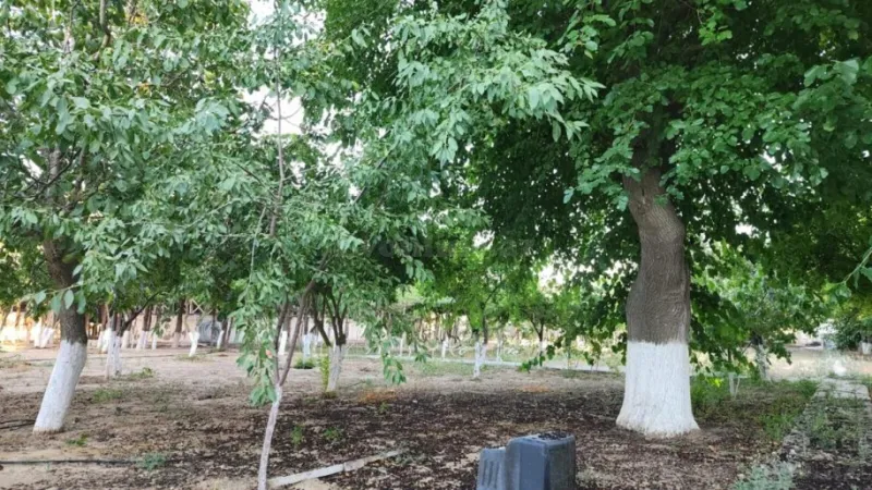 Satılır Torpaq 24 sot Sabunçu r. - şəkil 3