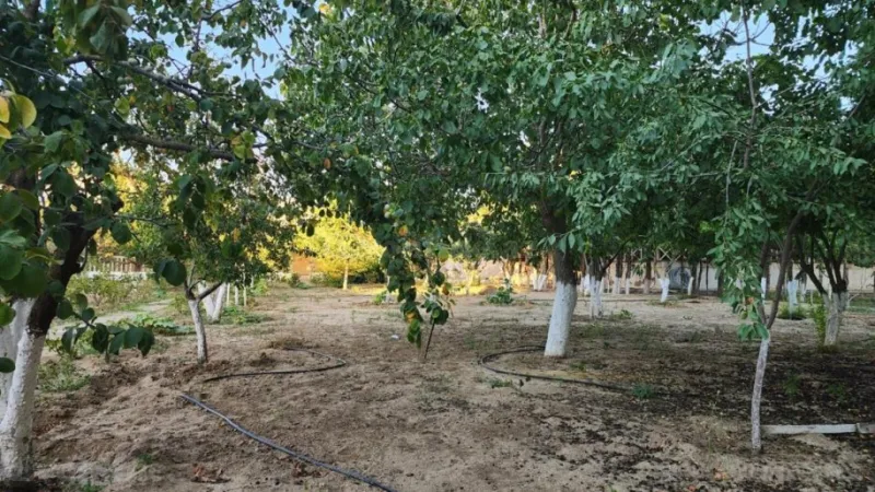 Satılır Torpaq 24 sot Sabunçu r. - şəkil 4