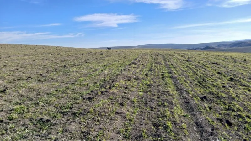 Satılır Torpaq 100 sot Şamaxı - şəkil 2