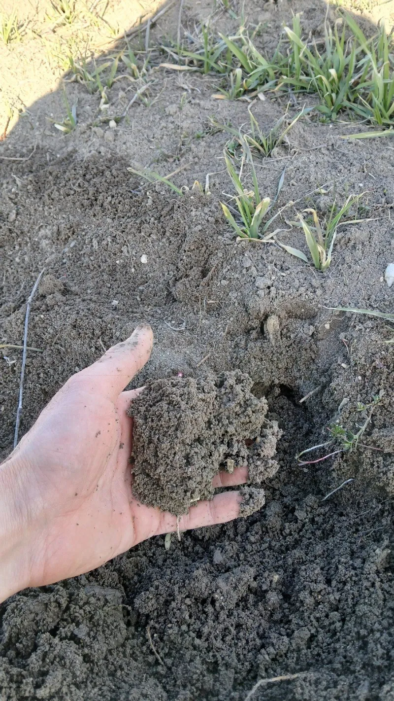 Satılır Torpaq 100 sot Şamaxı - şəkil 3