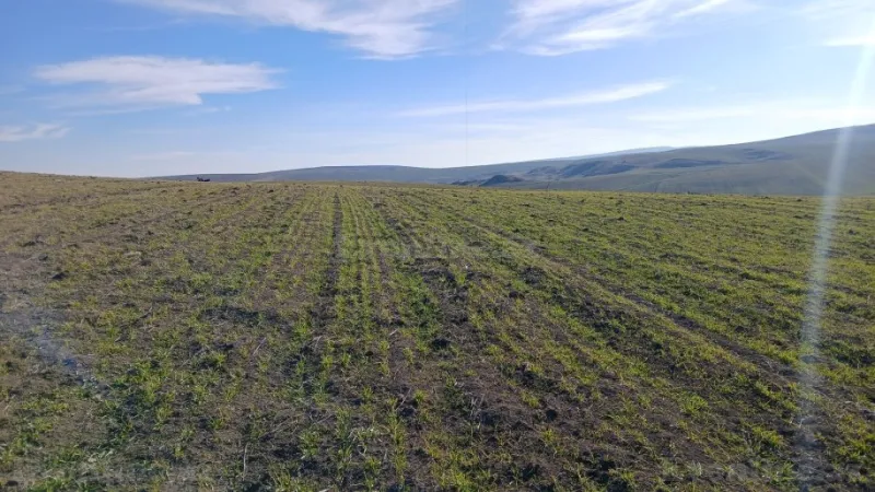 Satılır Torpaq 100 sot Şamaxı - şəkil 4