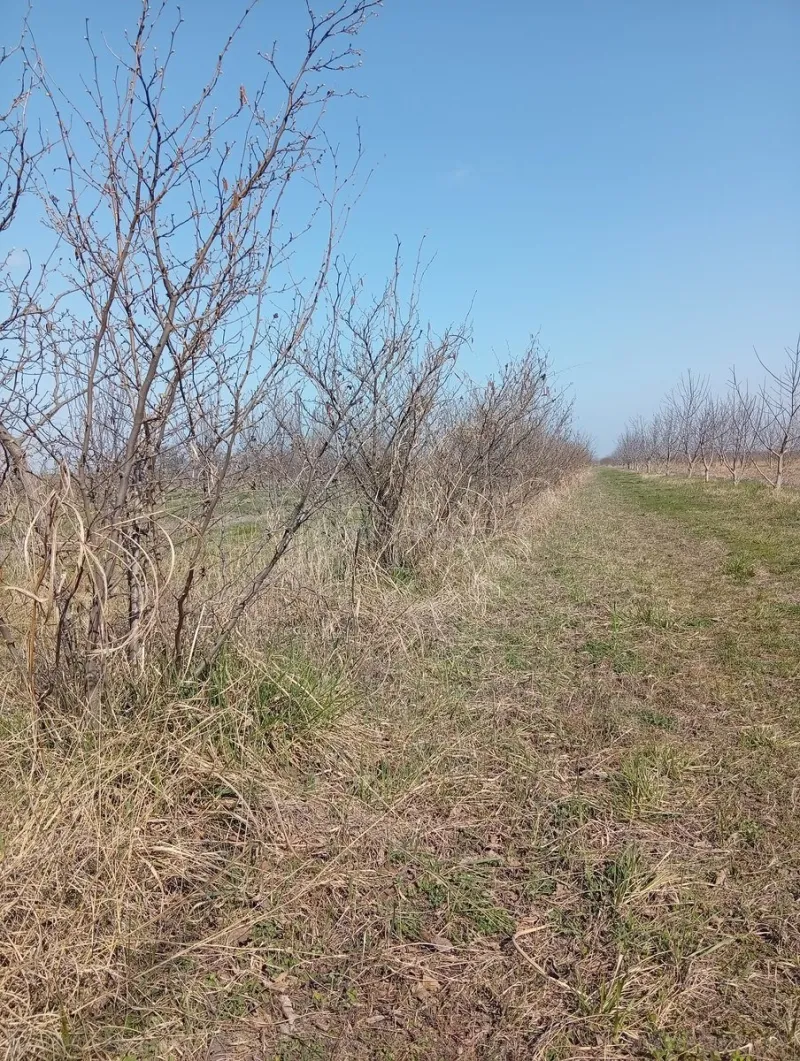 Satılır Torpaq 150 sot Xaçmaz