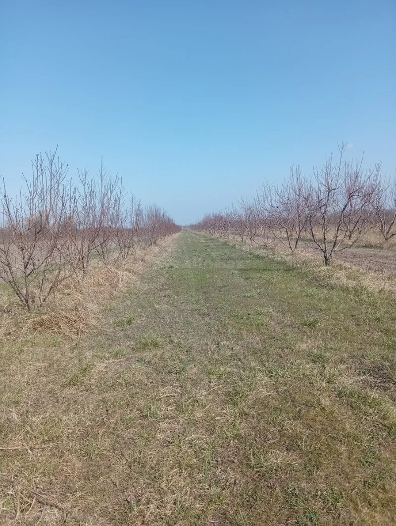 Satılır Torpaq 150 sot Xaçmaz - şəkil 3