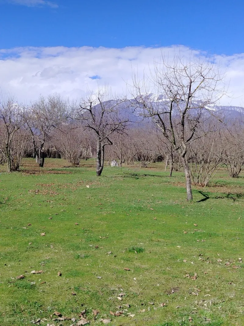 Satılır Torpaq 4 sot Qəbələ - şəkil 2
