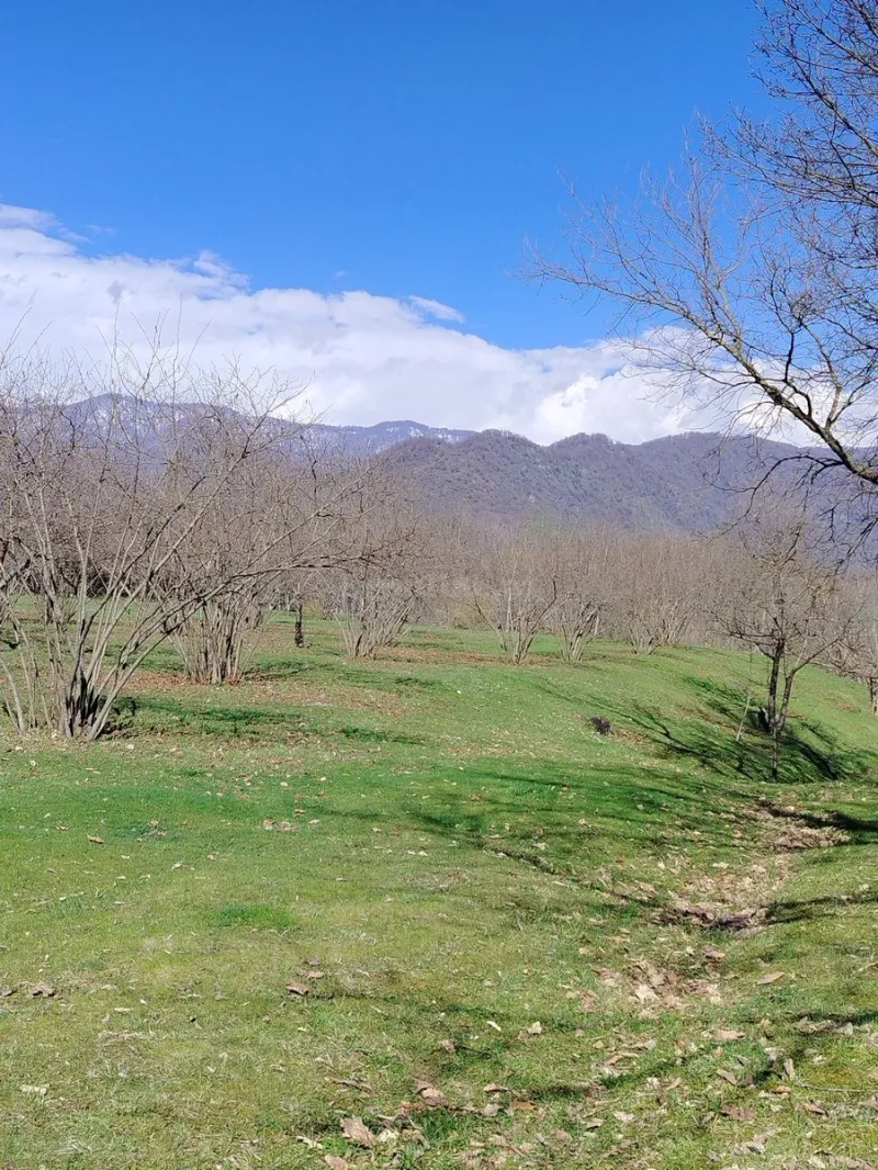 Satılır Torpaq 4 sot Qəbələ - şəkil 3