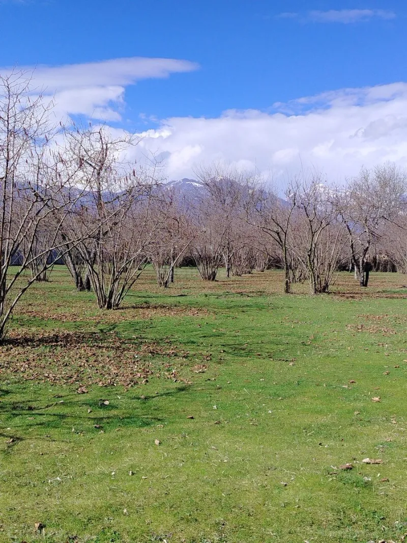 Satılır Torpaq 4 sot Qəbələ - şəkil 4