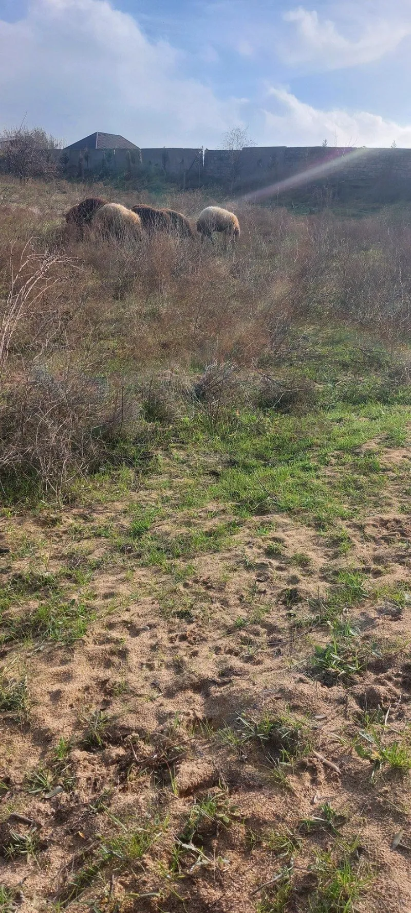 Satılır Torpaq 50 sot Nardaran - şəkil 4