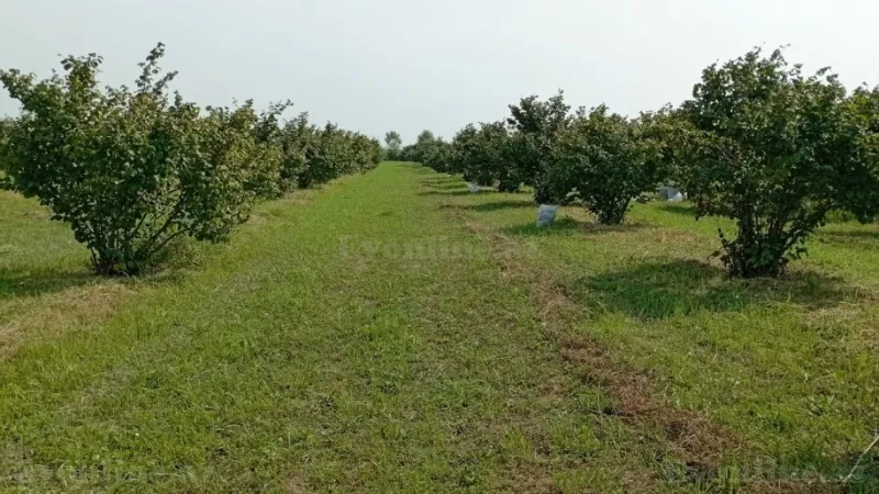 Satılır Torpaq 1.2 sot Xudat - şəkil 2