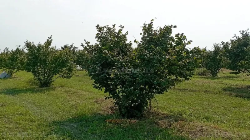 Satılır Torpaq 1.2 sot Xudat - şəkil 3