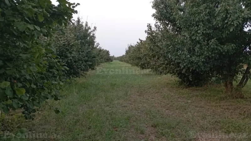 Satılır Torpaq 1.2 sot Xudat - şəkil 5