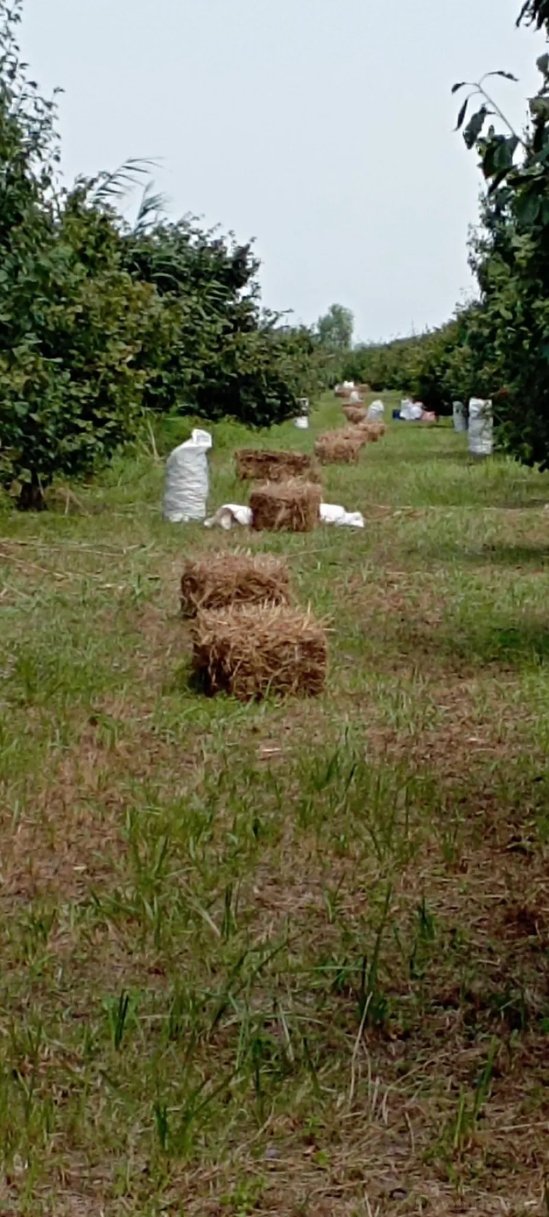 Satılır Torpaq 1.2 sot Xudat - şəkil 6