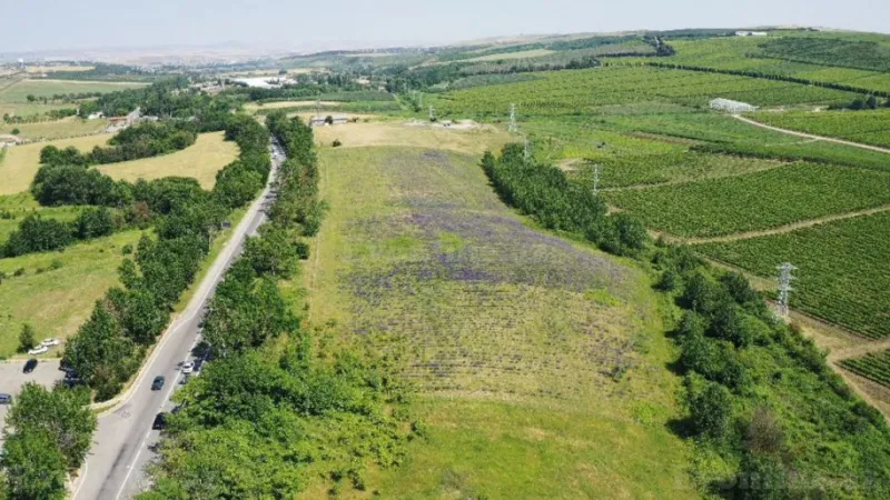 Torpaq Şamaxı Satılır