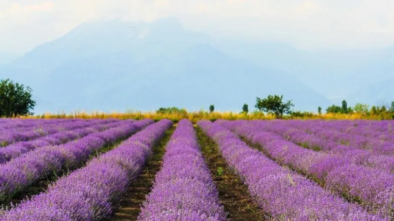 Satılır Torpaq 320 sot Şamaxı - şəkil 2