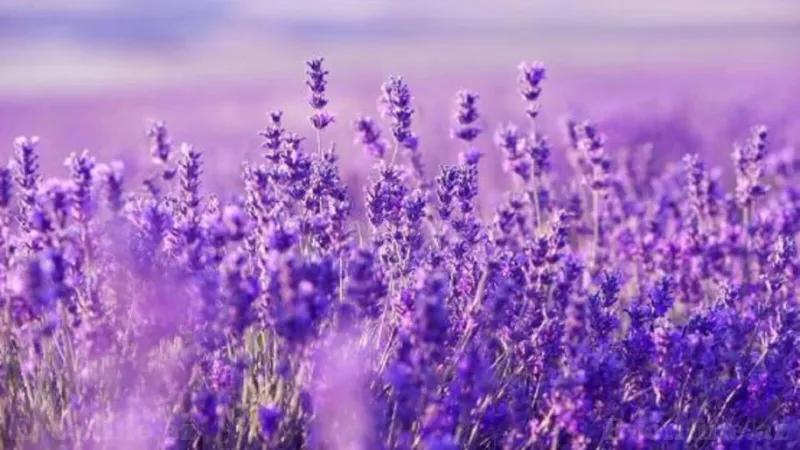 Satılır Torpaq 320 sot Şamaxı - şəkil 3