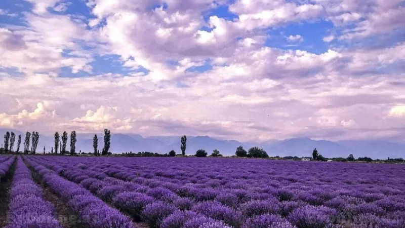 Satılır Torpaq 320 sot Şamaxı - şəkil 4