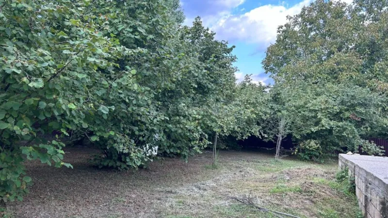 Satılır Torpaq 12 sot İsmayıllı - şəkil 2