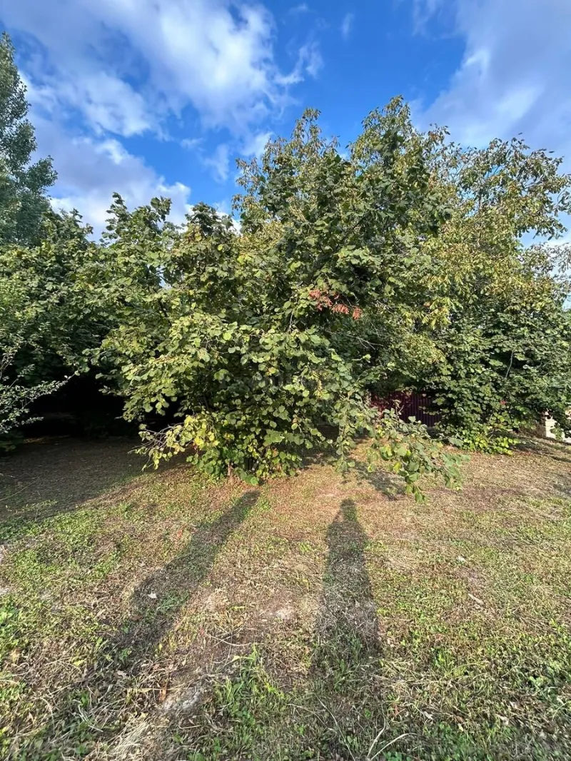 Satılır Torpaq 12 sot İsmayıllı - şəkil 5