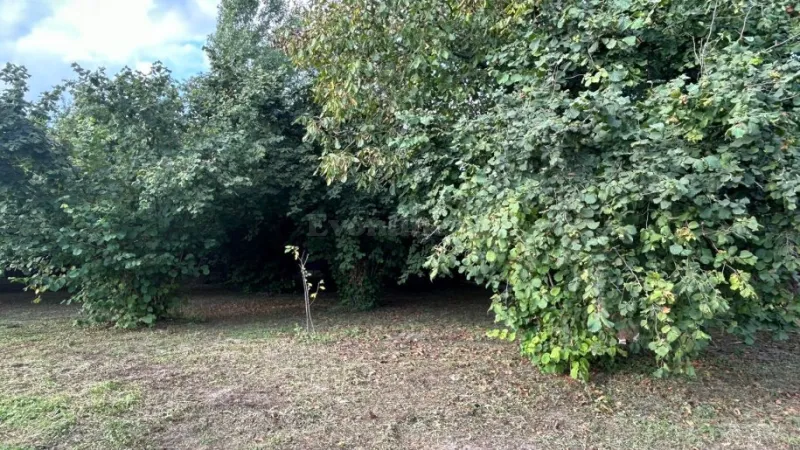 Satılır Torpaq 12 sot İsmayıllı - şəkil 7