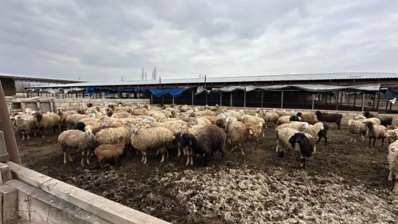 Saatlıda obyekt satılır