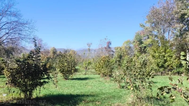 Satılır Torpaq 9 sot Qəbələ - şəkil 2