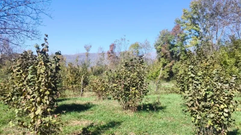 Satılır Torpaq 9 sot Qəbələ - şəkil 3